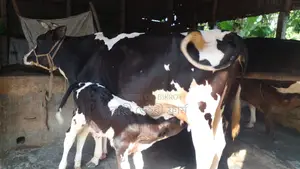 14-Liter Milk Cow (No. 1181)