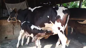 14-Liter Milk Cow (No. 1181)