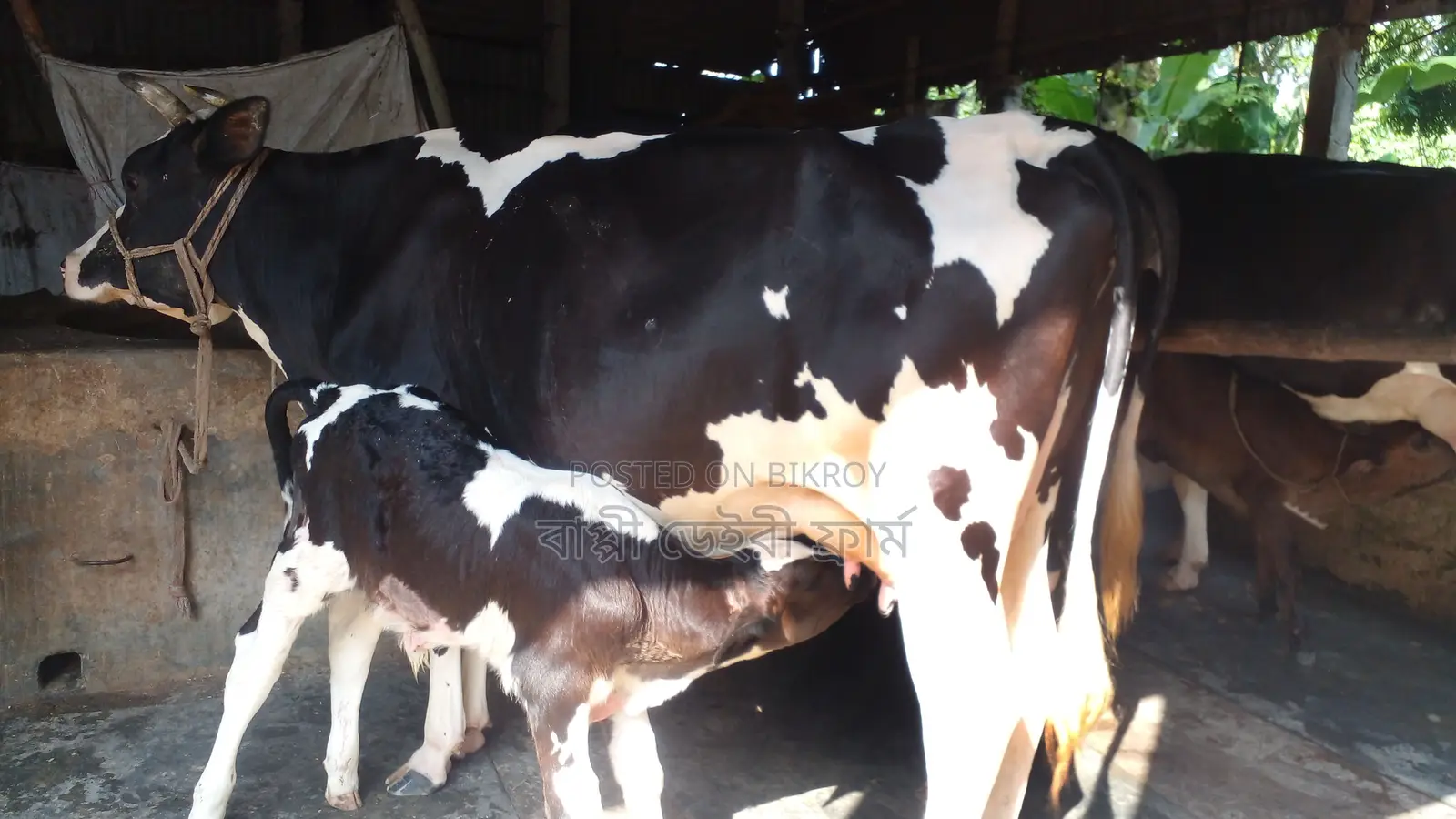14-Liter Milk Cow (No. 1181)
