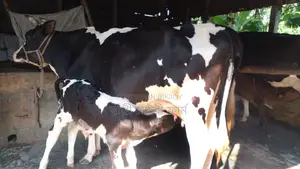14-Liter Milk Cow (No. 1181)