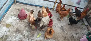 টাইগার মুরগি সেল হইবে