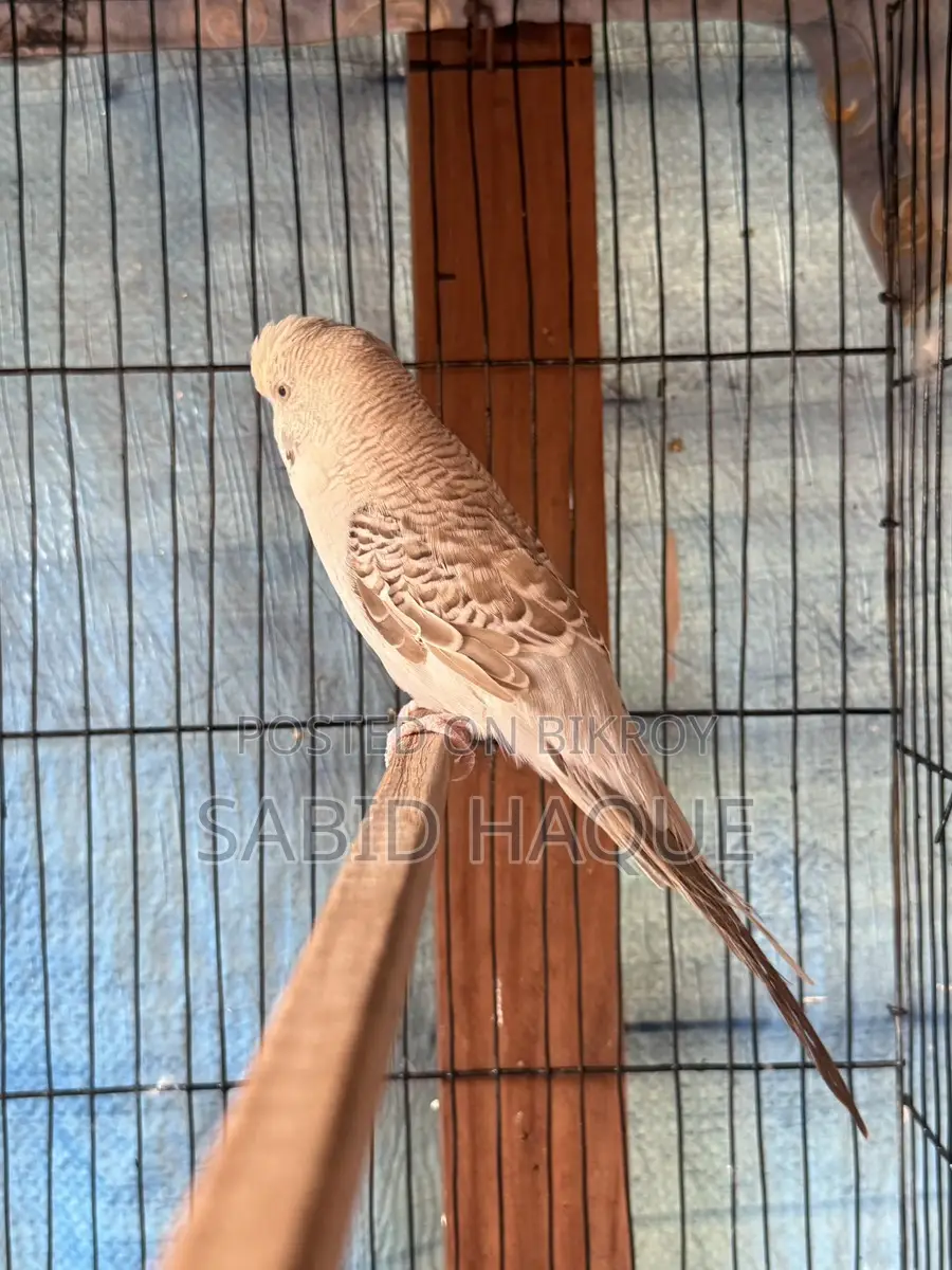 English Budgie