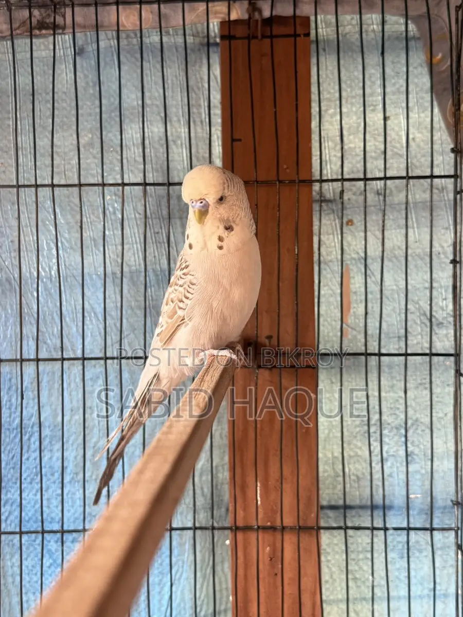 English Budgie