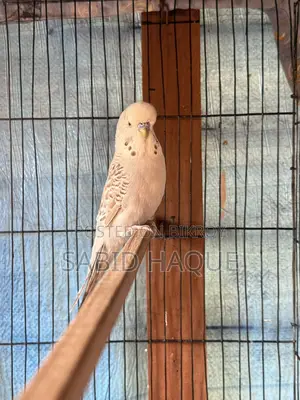 English Budgie