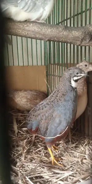 রানিং কিং কোয়েল