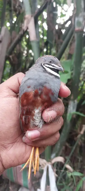 কিং কোয়েল
