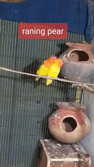Love Bird