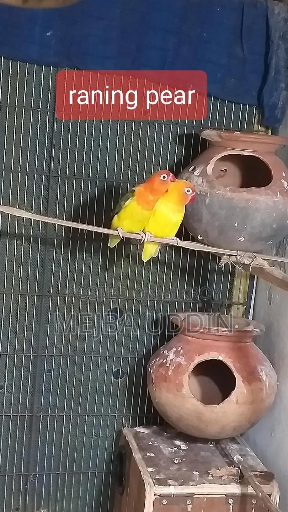 Love Bird