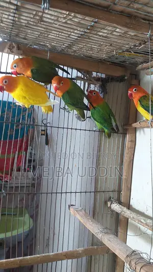 Love Bird