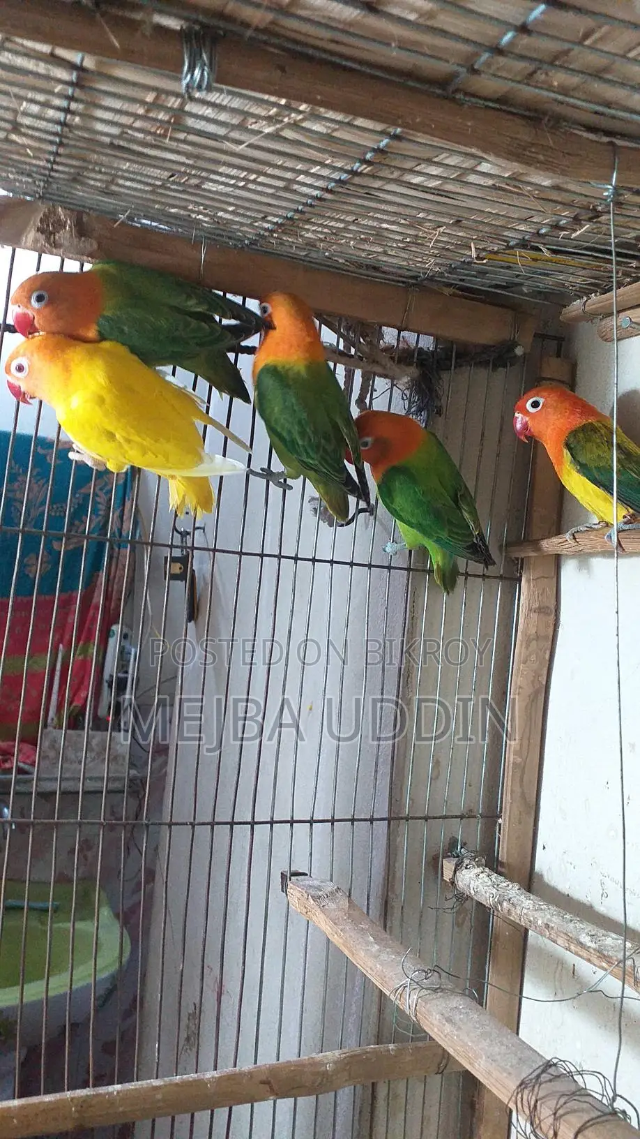 Love Bird
