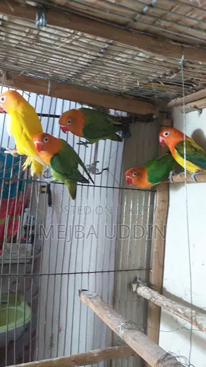Love Bird