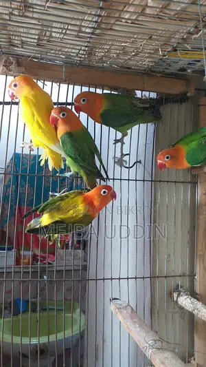 Love Bird