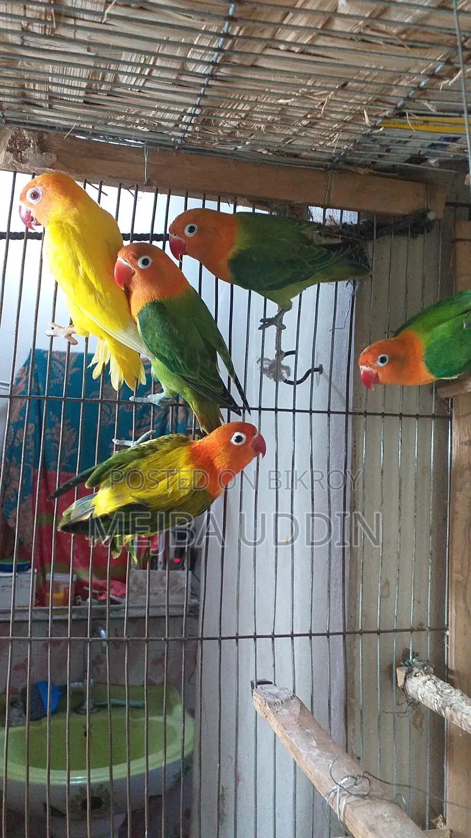 Love Bird