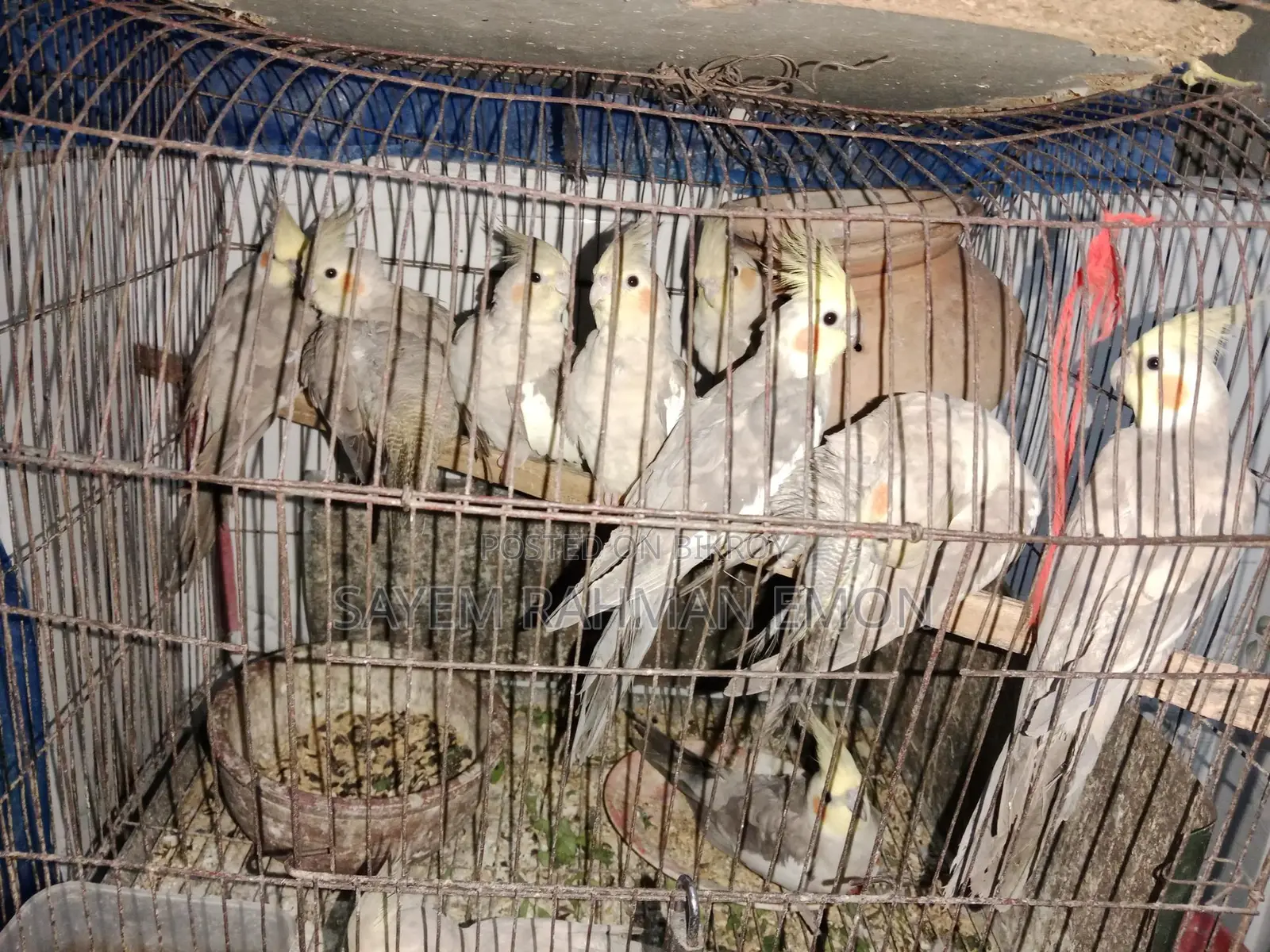 ককাটেল পাখি