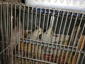ককাটেল পাখি