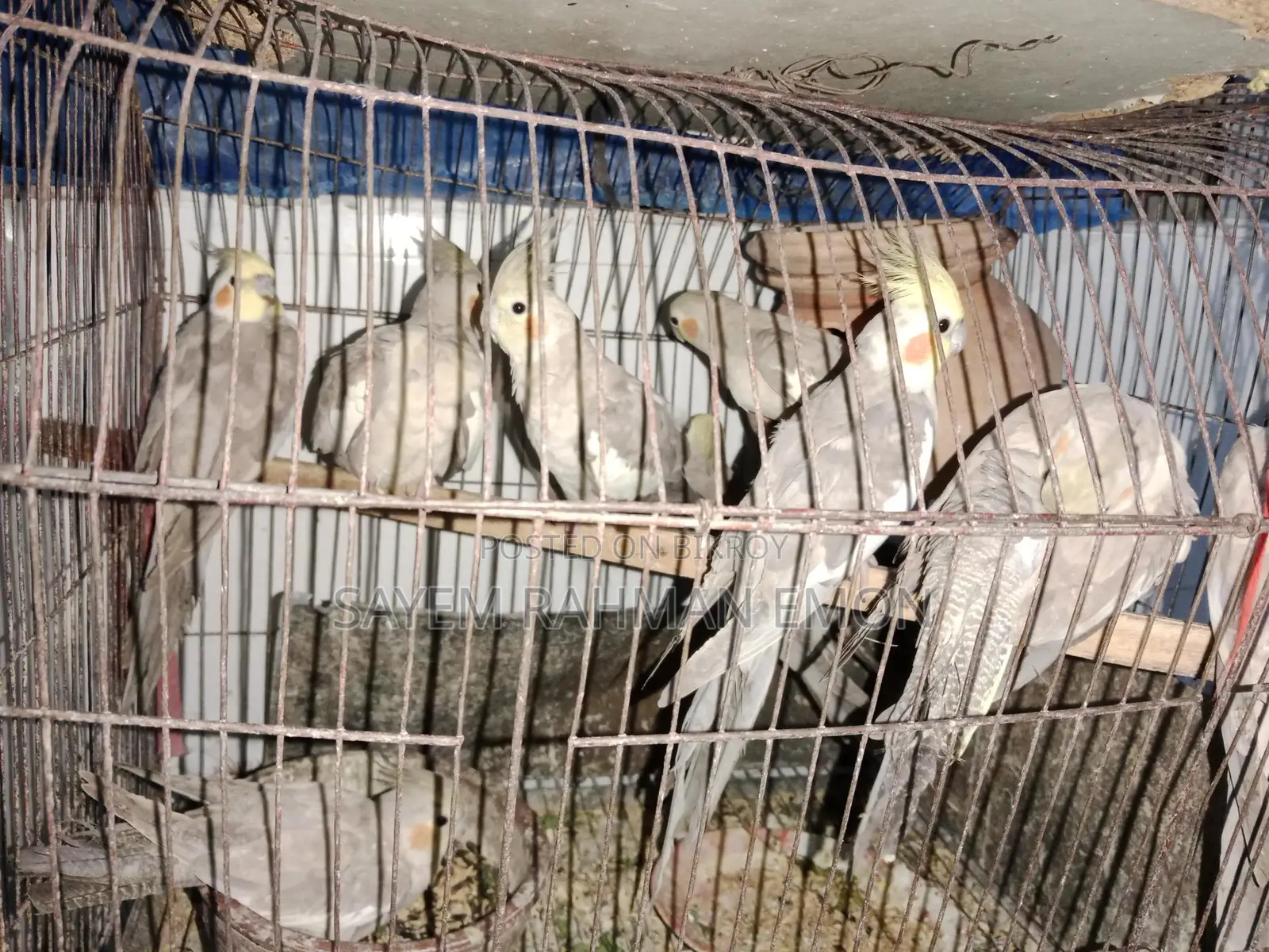 ককাটেল পাখি