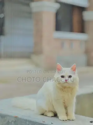 3-6 Months Male Purebred Persian