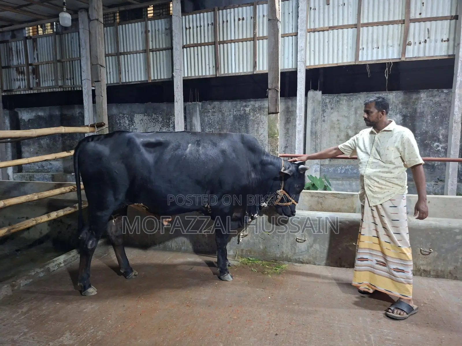 Black Cow