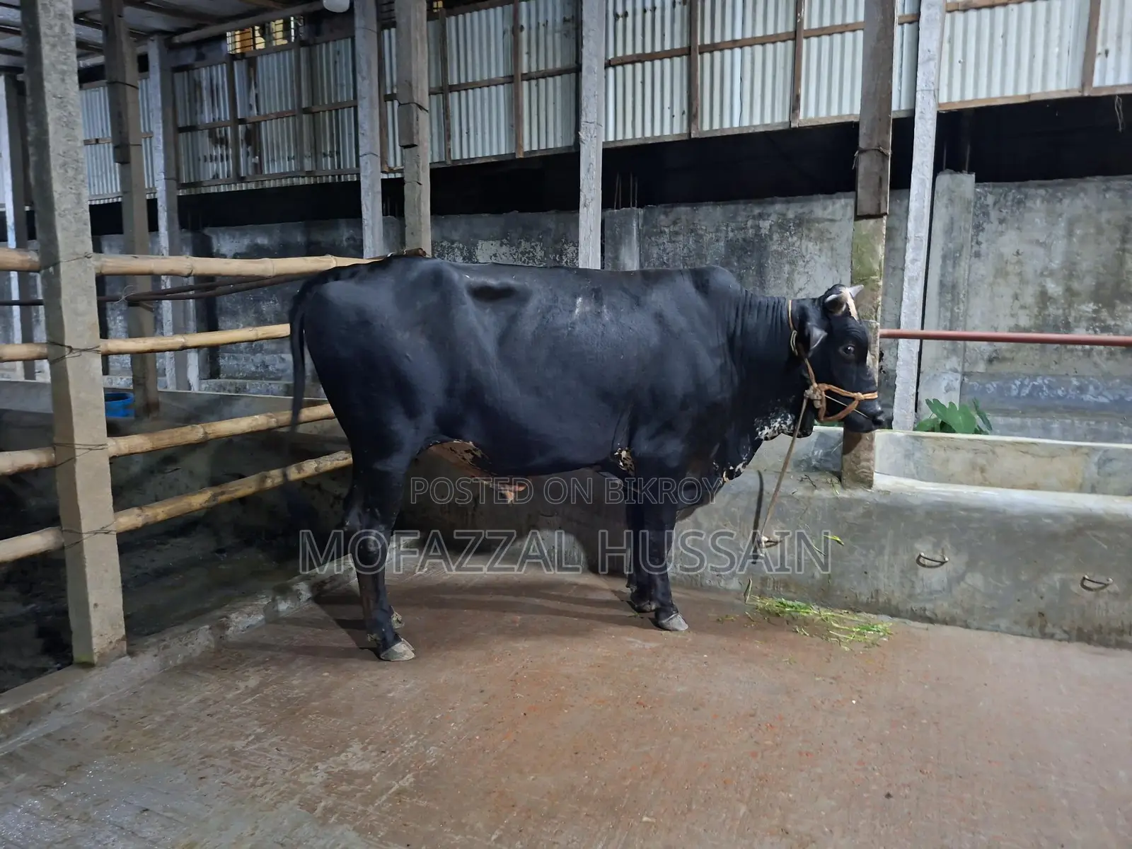 Black Cow