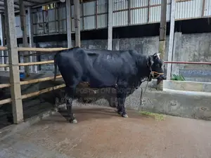Black Cow