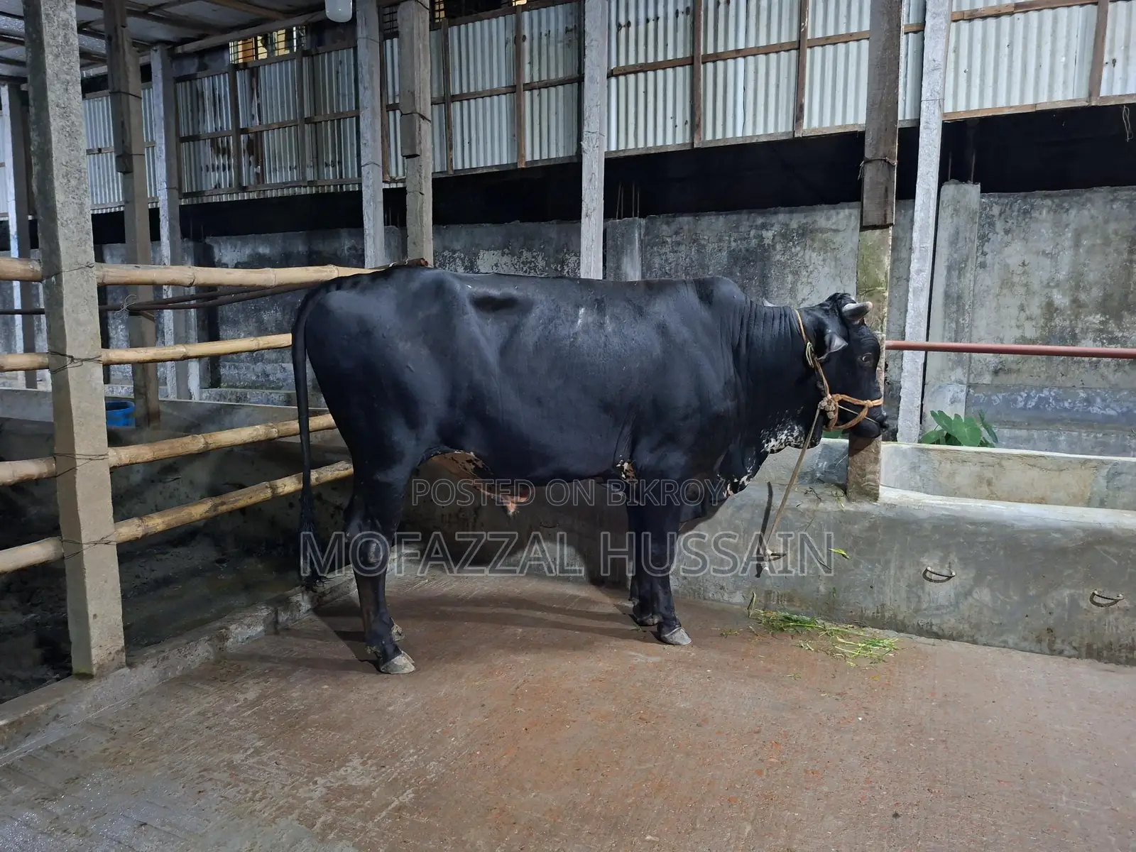 Black Cow