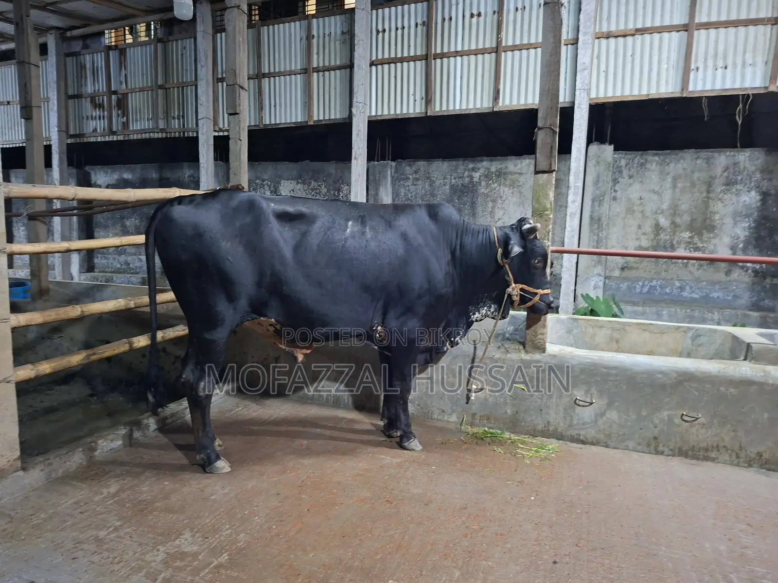 Black Cow