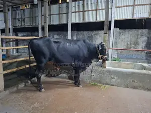 Black Cow