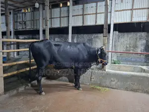 Black Cow