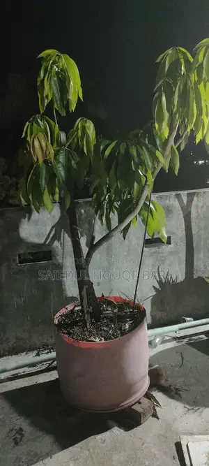 American Red Palmer Mango Tree
