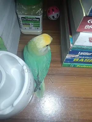 Love Bird