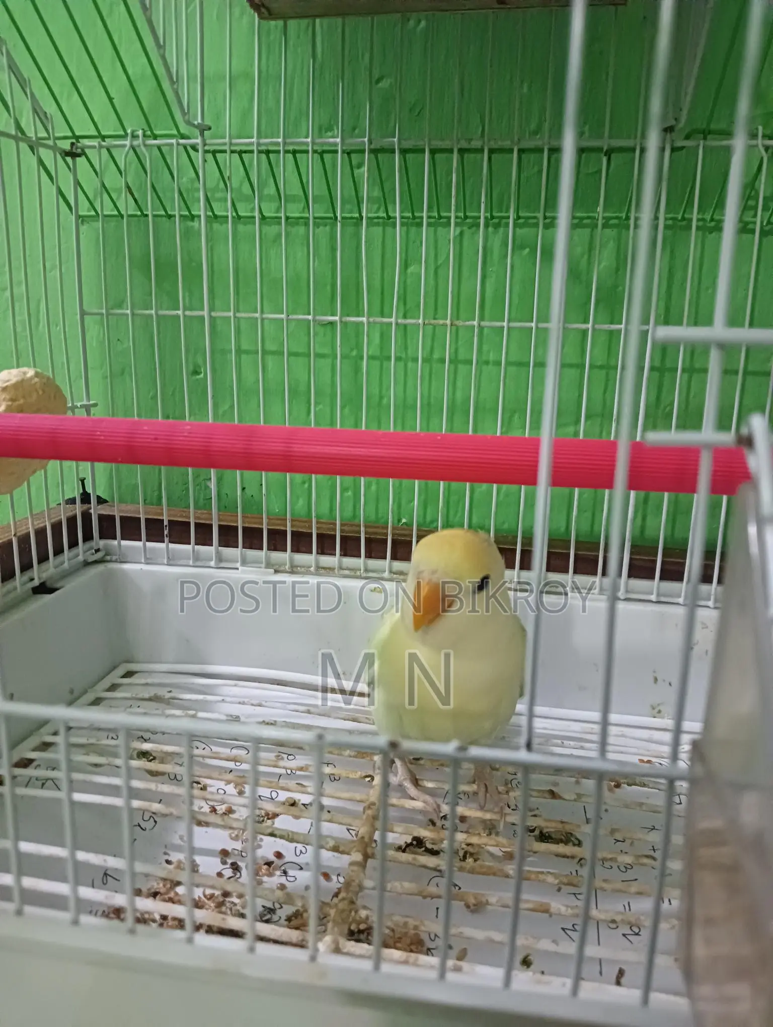 Love Bird
