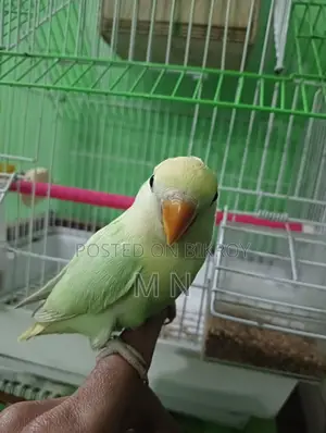 Love Bird
