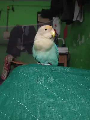 Love Bird