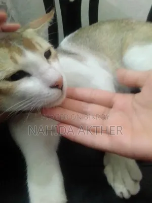 1+ Year Male Mixed Breed Bengal