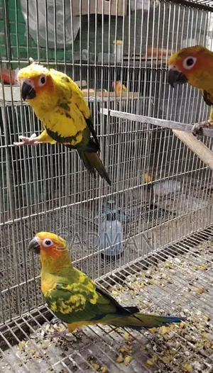 Sun Conure, সান কনুর