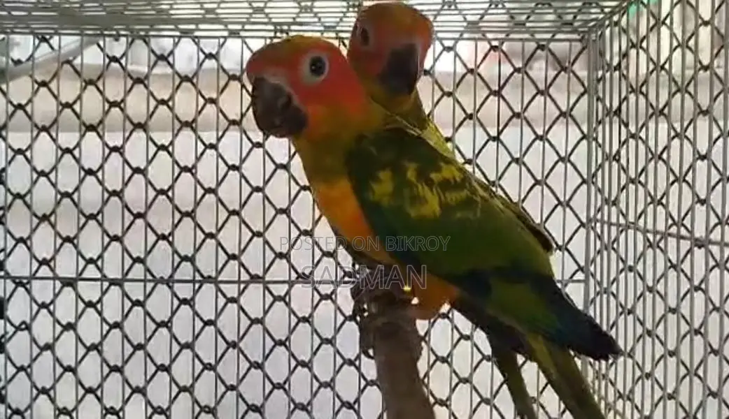 Sun Conure, সান কনুর