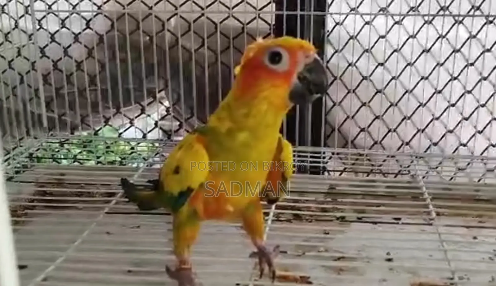 Sun Conure, সান কনুর