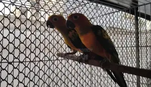 Sun Conure, সান কনুর
