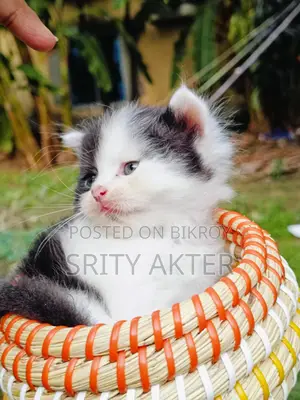 Pure Persian Cat