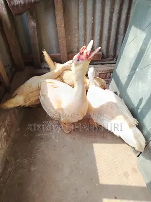 White Adult Muscovy Ducks Male Female