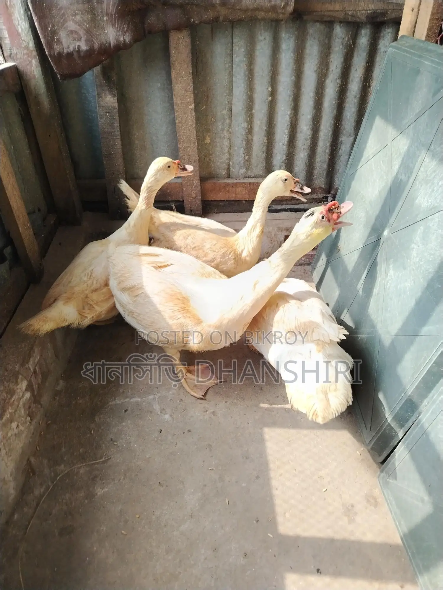 White Adult Muscovy Ducks Male Female