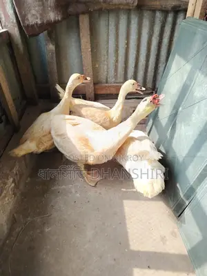 White Adult Muscovy Ducks Male Female