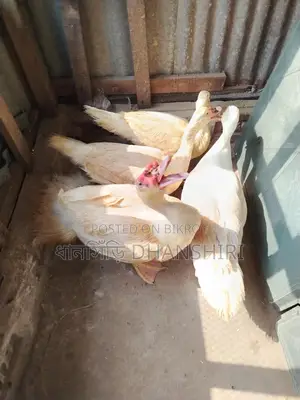 White Adult Muscovy Ducks Male Female