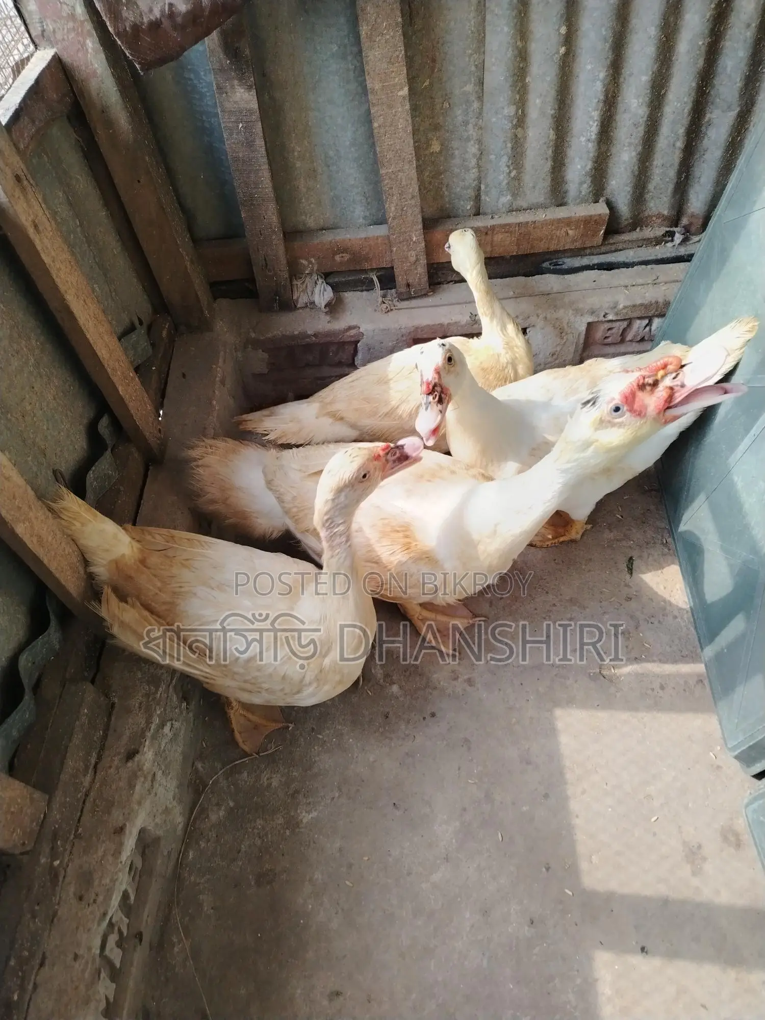 White Adult Muscovy Ducks Male Female