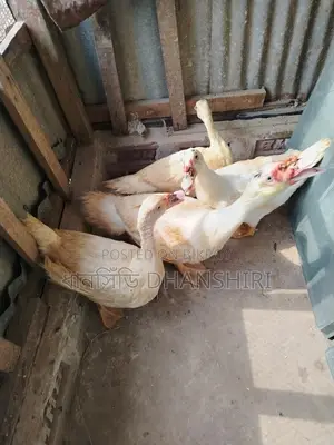 White Adult Muscovy Ducks Male Female