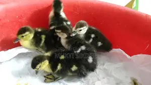 🦆 চীনা হাসের বাচ্চা বিক্রি (৭ দিন বয়স) – সুস্থ ও প্রাকৃতিকভাবে ফুটানো