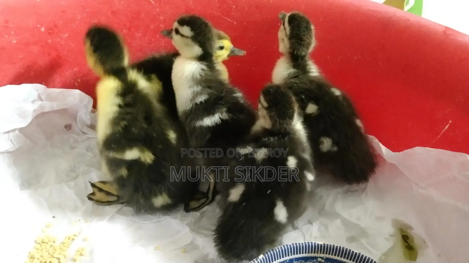 🦆 Chinese Ducklings for Sale (7 Days Old) – Healthy and Naturally Hatched