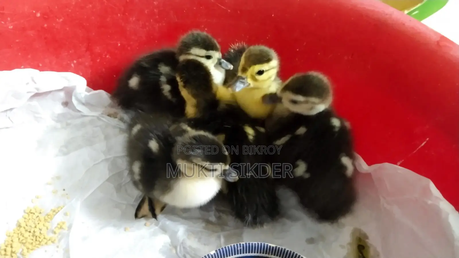 🦆 Chinese Ducklings for Sale (7 Days Old) – Healthy and Naturally Hatched
