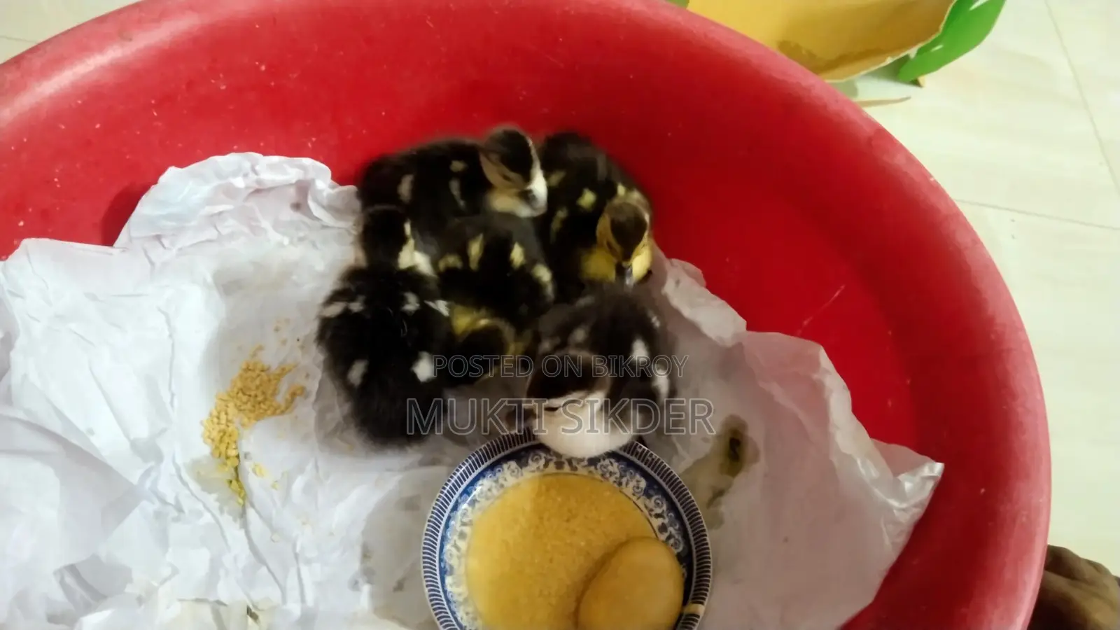 🦆 Chinese Ducklings for Sale (7 Days Old) – Healthy and Naturally Hatched