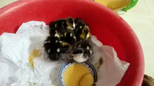 🦆 Chinese Ducklings for Sale (7 Days Old) – Healthy and Naturally Hatched